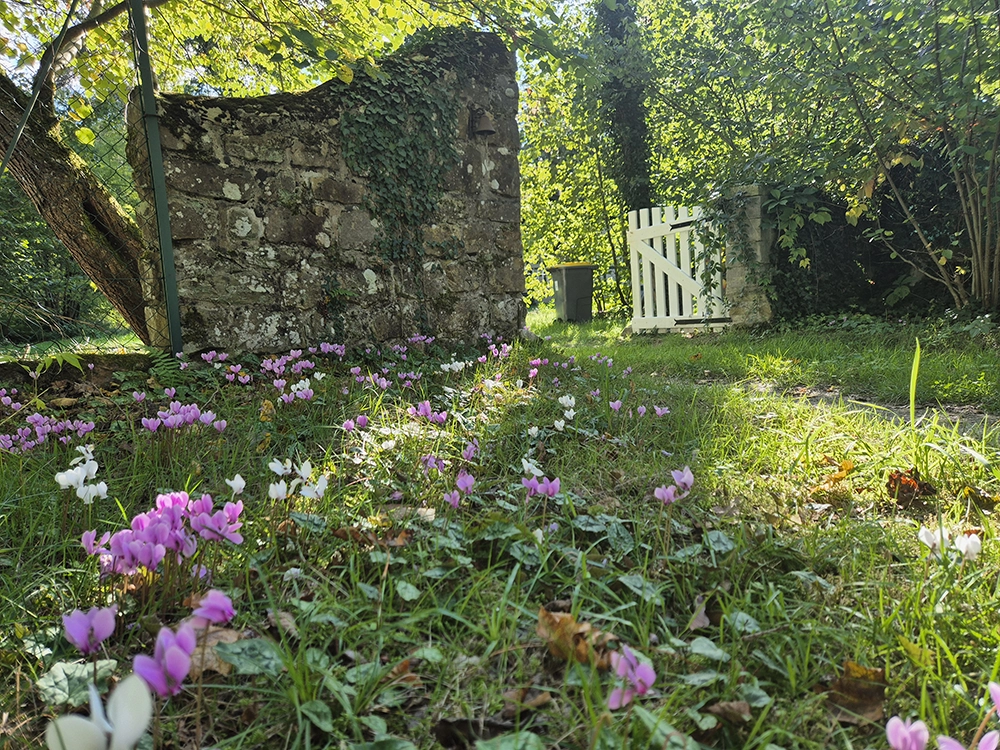 Apartment on the left can be seen through the hazel tree and house on the right. Blue sky with white clouds and green grass.